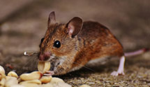 24 Hour & Emergency Exterminators in Augusta, MT